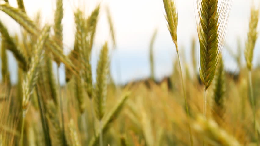 wheat field, slider