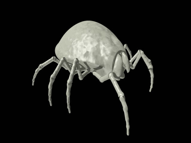 Bug walk cycle (seamless loop, HD)