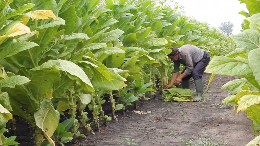Farmer picking tobacco in the field