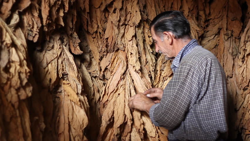 Farmer drying Tobacco