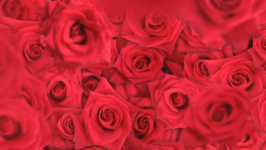 Rose Background