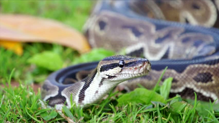 Snake in the Grass