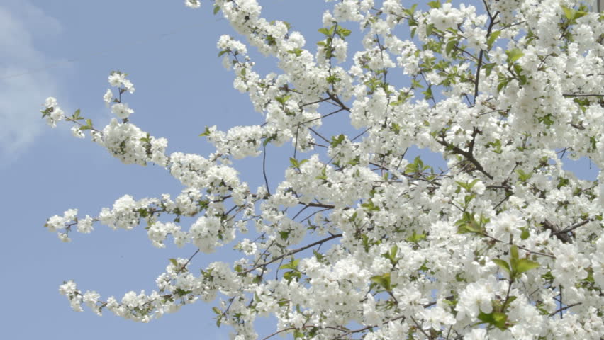 Branches of white cherry tree in blossom smoothly swaying on the wind against the clear blue sky. Bees flying around and trying to gather necter from bloomed buds. It's early spring. 