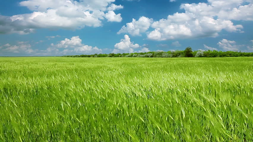 field of green ears and cloudy sky