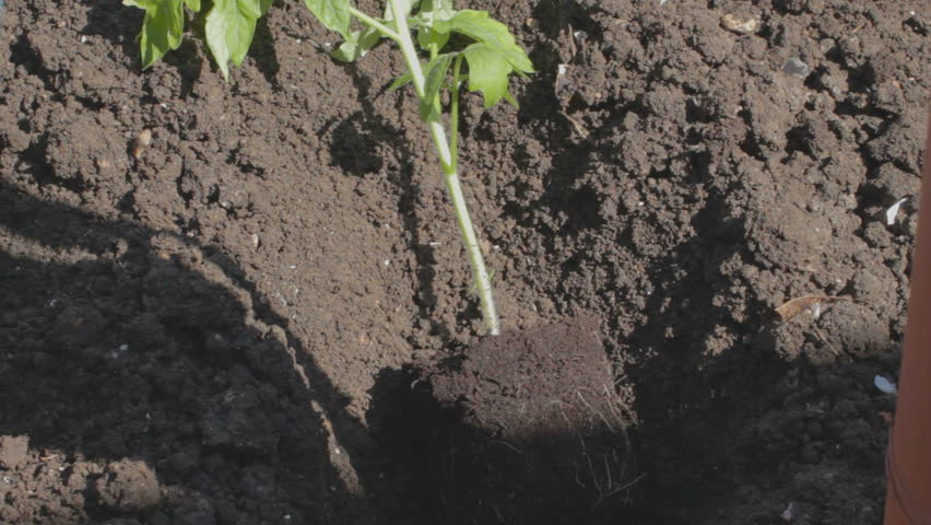 Young woman covering tomato seedlings with soil. 