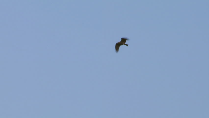 Flying hawk silhouette 