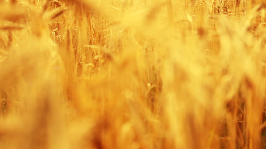 Field of swaying golden Wheat (HQ 1080P)