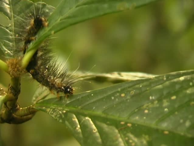 Hairy caterpillar on leaf in rainforest understory