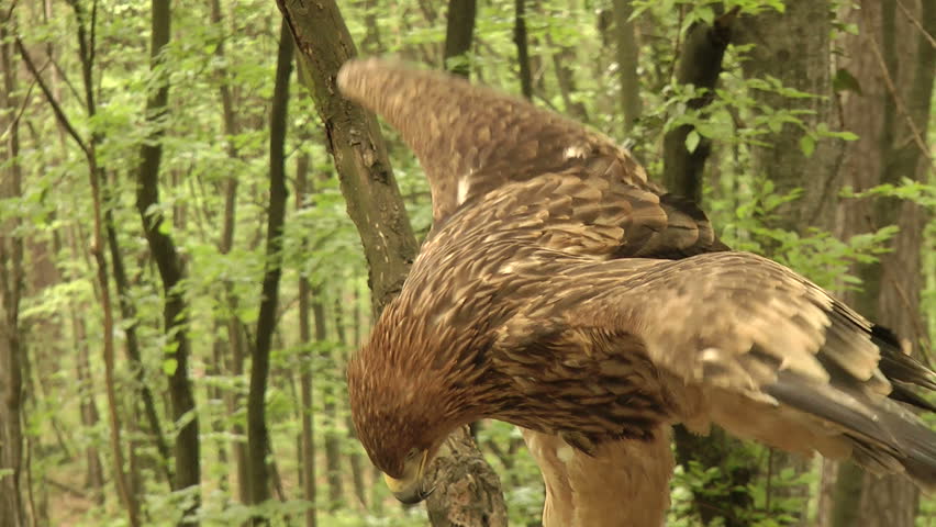 Terrible eagle, close-up.