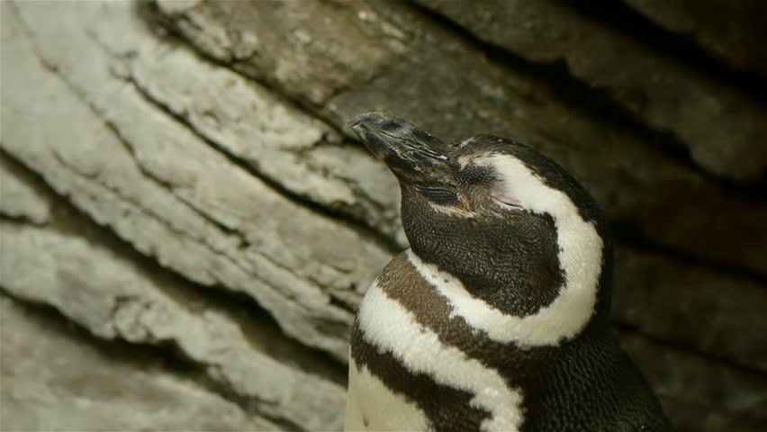 Close up of a penguin sleeping and waking up.