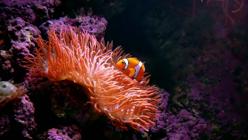 A clown fish swims close to a anemone.