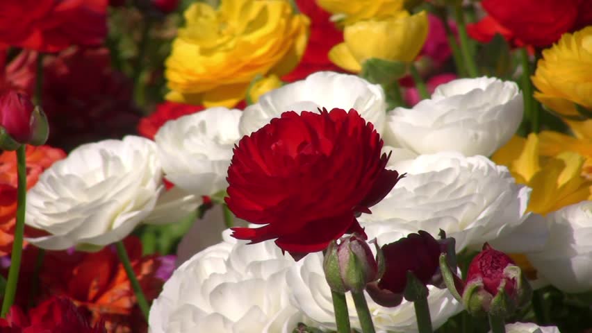 Variety of flowers and colors