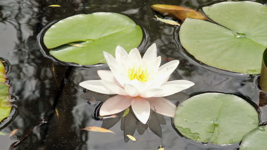 Beautiful white lotus flower floating in water