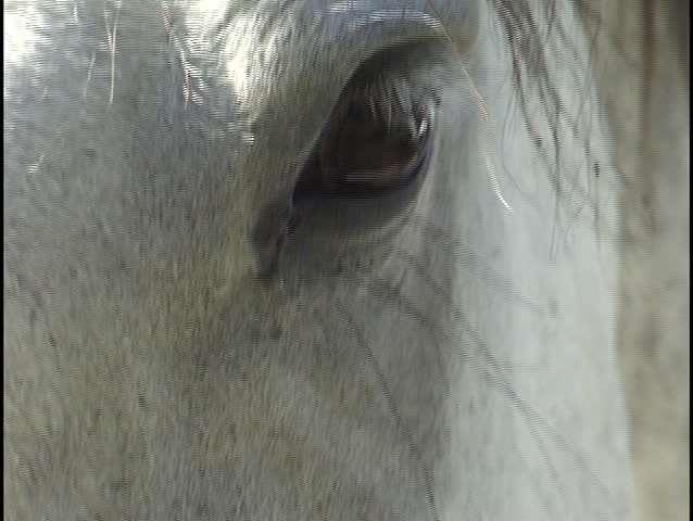 horse eye close up