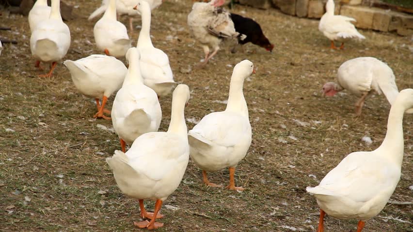 fowls on farm