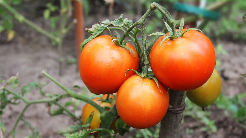 gentle woman hands gather wet ripe red tomatoes in garden, close-up