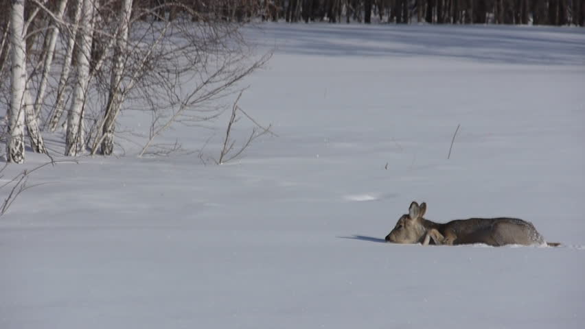 roe deer