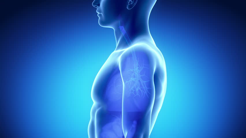 Male THYROID anatomy in blue  x-ray view