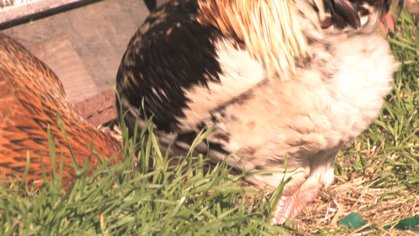 Close-up of rooster and hens near barn scavenging for food. (HD)