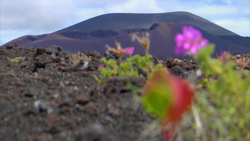 plant living on dead volcanic ground defocus