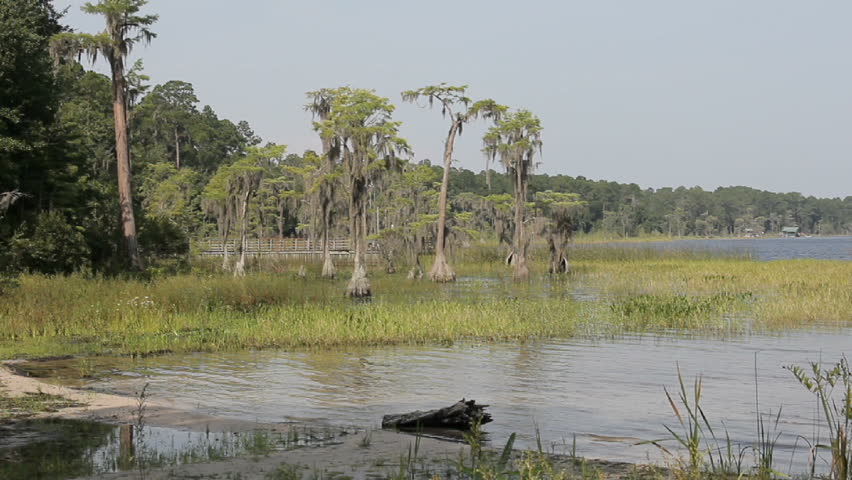 Several Cypress trees on the edge of a Florida lake with spanish moss blowing in the wind
