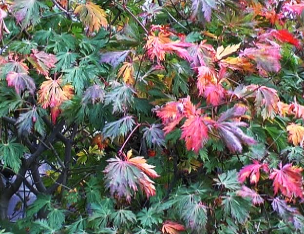 Japanese maple tree (Acer japonicum / Aceraceae)