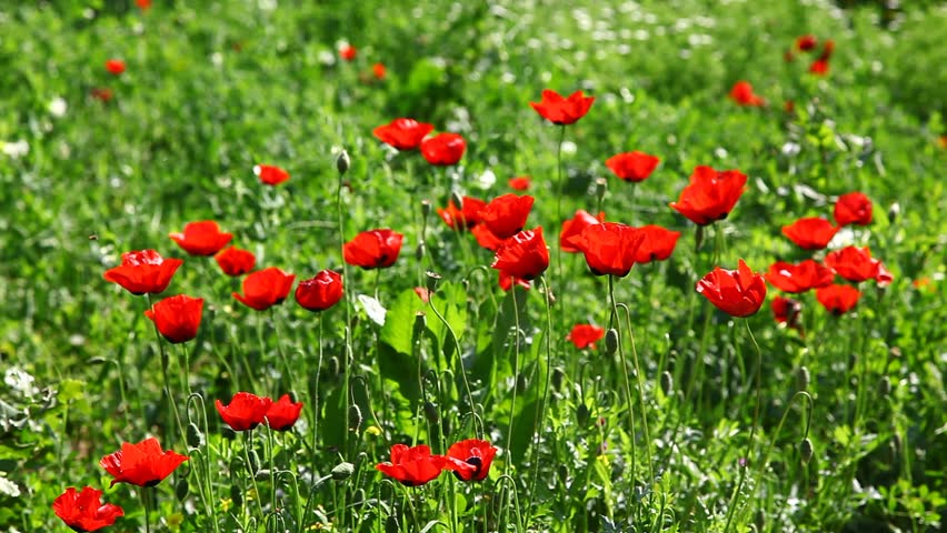 Wild poppies and other flowers, beautiful spring time 