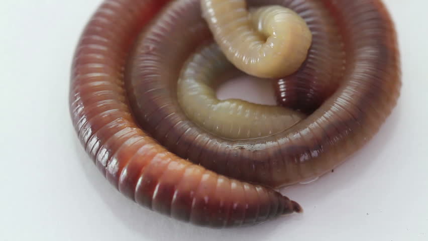 rain worm closeup on a white background