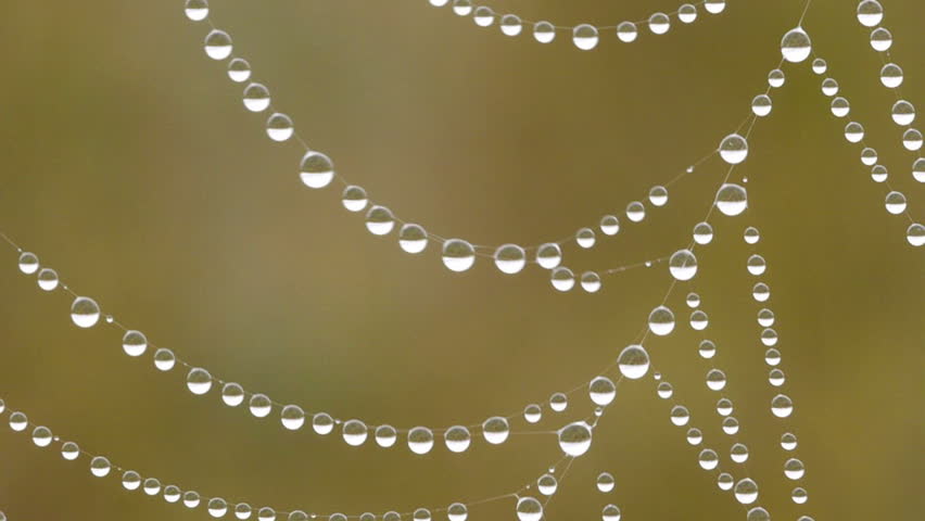 Macro shot of  dew water droplets on spider web 