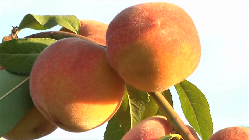peach on a tree, pan