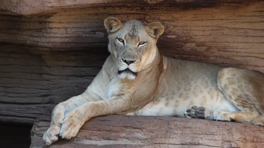Lioness Looking At You