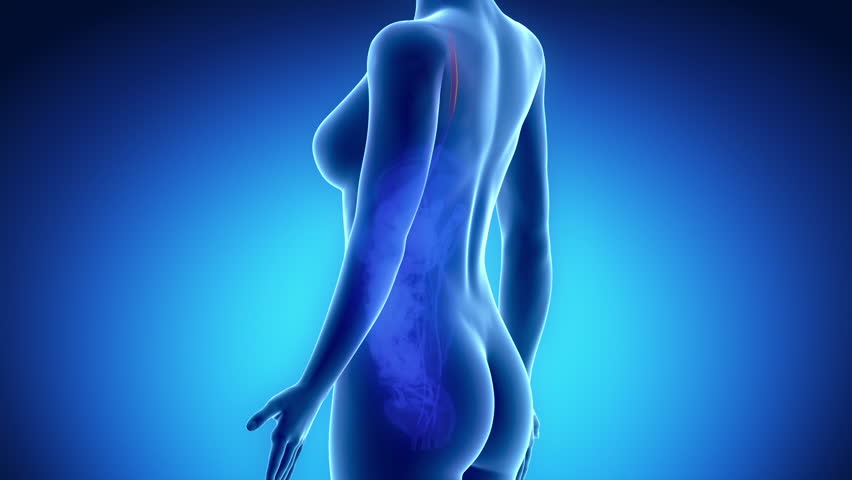 Female GUTS STOMACH anatomy in blue x-ray loop
