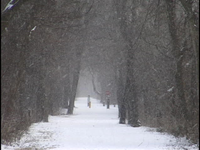 snow falling on forest trail 1