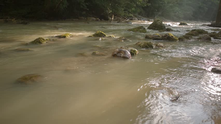 Header of Ammonite