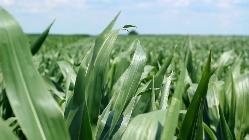 Cornfield on a bright sunny day. HD 1080i.