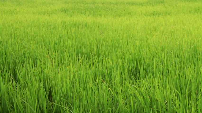 Young paddy field sways by the wind