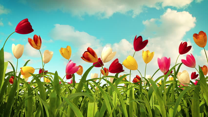 colorful tulips