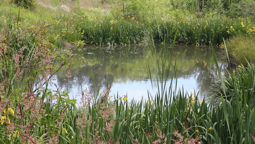 Little body of water reflecting the flowers, grasses, plants and small trees surrounding it in a peaceful setting.