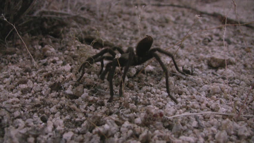 Wild Tarantura 01 Johua Tree National Park Mojave Desert USA