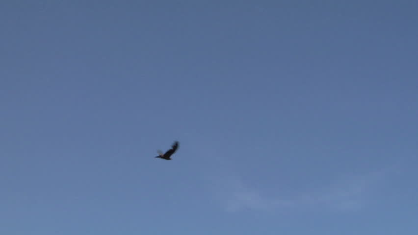 Flying hawk