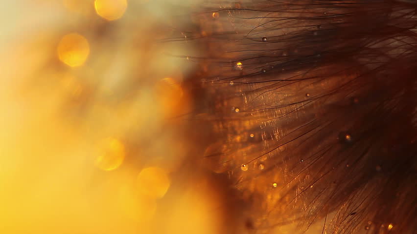 dandelion macro - drops of rain