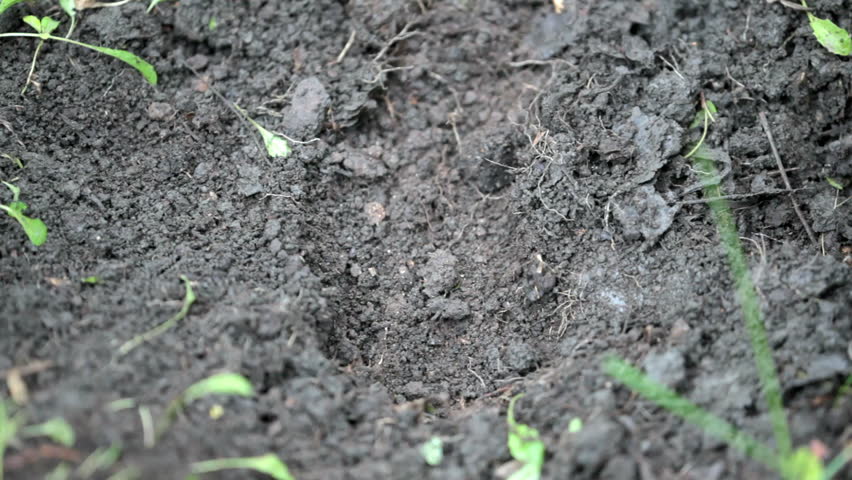 Spade making a pit and then human hands putting a sprout in it 
