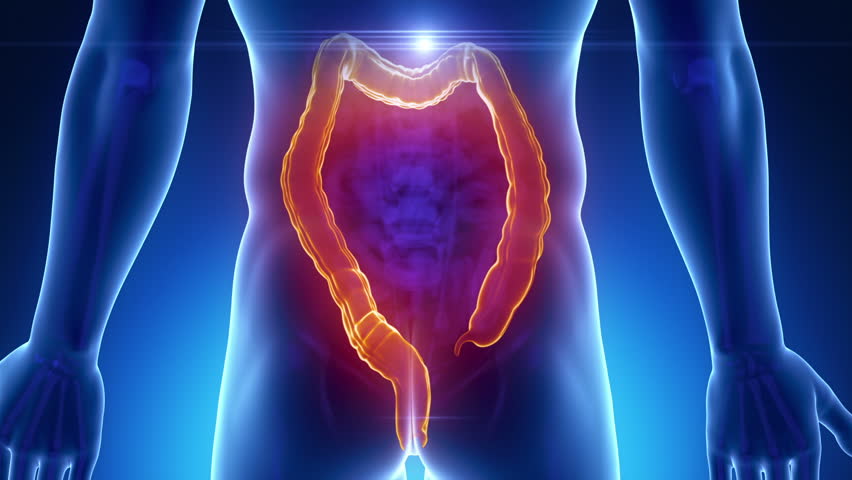 Female GUTS COLON anatomy in blue x-ray loop