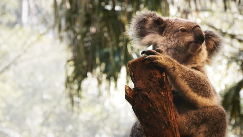 Koala bear sitting in a tree looking around.