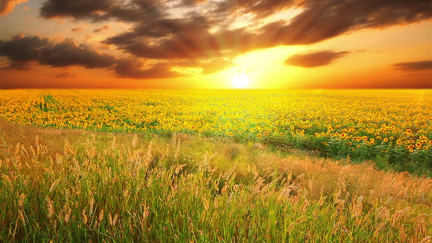flowering sunflowers on a background sunset