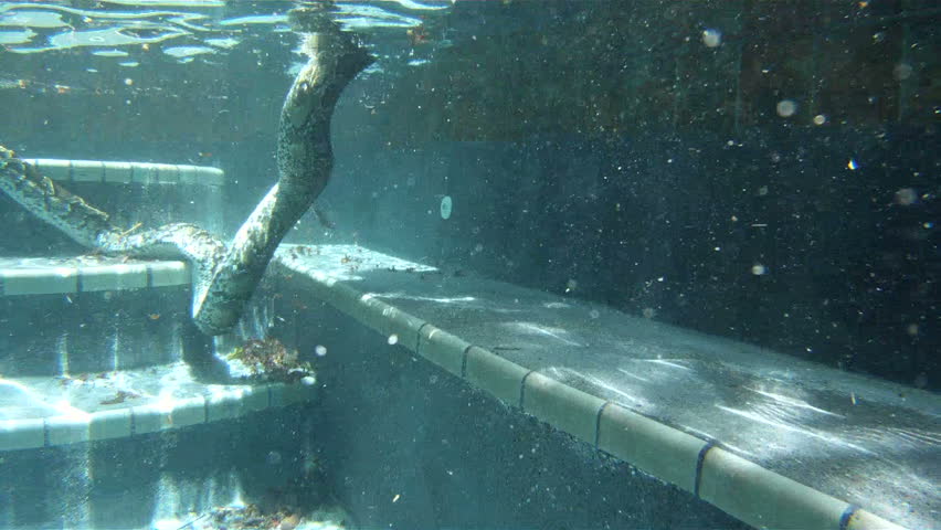 Python in Pool