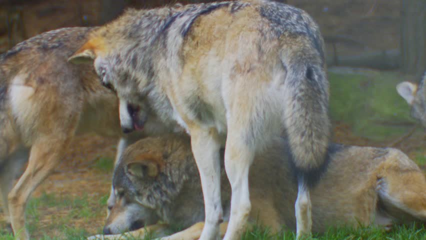 wolves