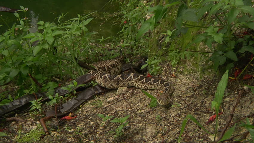 Eastern DB Rattler