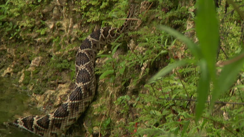 Eastern DB Rattler