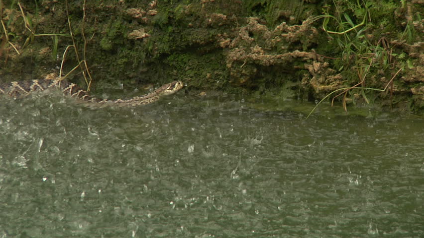 Eastern DB Rattler
